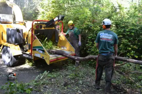 tree services Miramar Beach